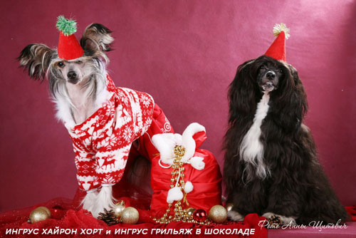 с Новым 2012 Годом с Новым 2012 Годом