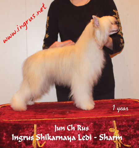 25,05,2009 - 6 ������ (���� �) PUPPIES CHINESE CRESTED �����