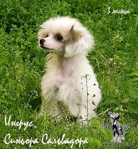 25,05,2009 - 6 ������ (���� �) PUPPIES CHINESE CRESTED �����