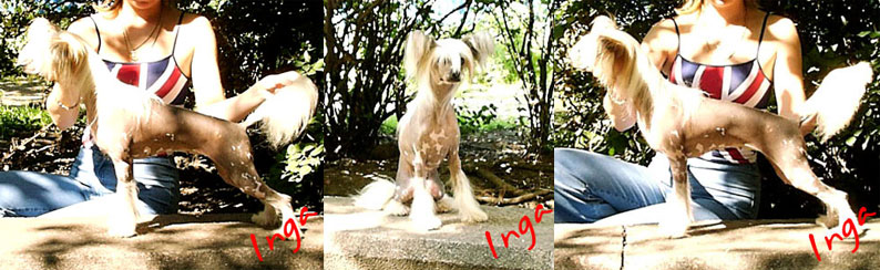 25,05,2009 - 6 ������ (���� �) PUPPIES CHINESE CRESTED �����