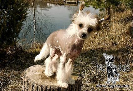 25,05,2009 - 6 ������ (���� �) PUPPIES CHINESE CRESTED �����