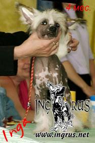25,05,2009 - 6 ������ (���� �) PUPPIES CHINESE CRESTED �����