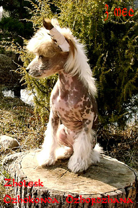25,05,2009 - 6 ������ (���� �) PUPPIES CHINESE CRESTED �����