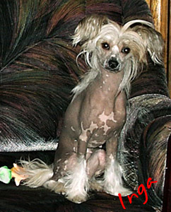 25,05,2009 - 6 ������ (���� �) PUPPIES CHINESE CRESTED �����
