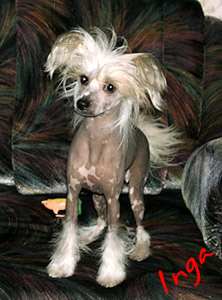 25,05,2009 - 6 ������ (���� �) PUPPIES CHINESE CRESTED �����