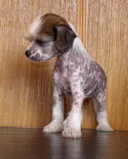 25,05,2009 - 6 ������ (���� �) PUPPIES CHINESE CRESTED �����