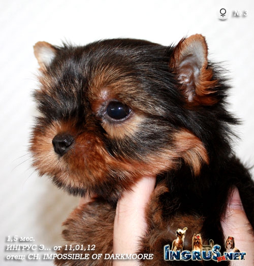 new => ������� ����� (���� �) �� 11,01,12 - ����������� ������