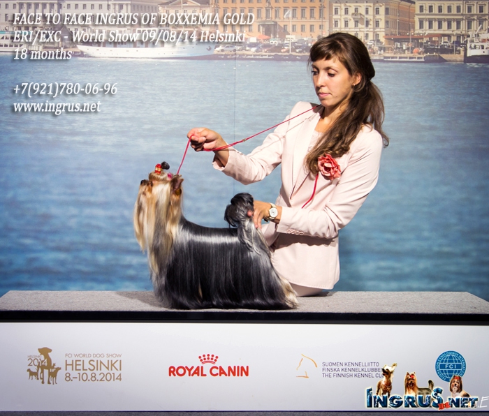 NEW - ����������� ������ FACE TO FACE INGRUS OF BOXXEMIA GOLD