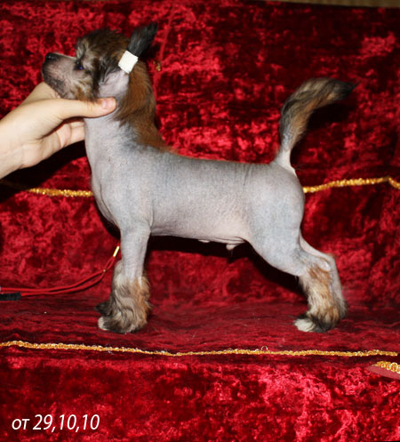 29,10,2010 -  5 ������ (���� �) ��������� �������� - �����