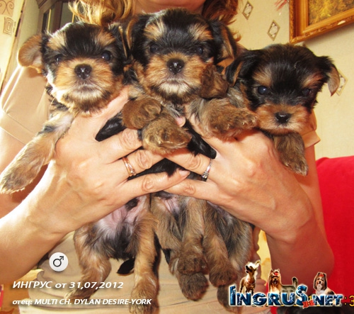 NEW => 31,07,2012 (���� *) ����� ����� - �������