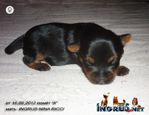 NEW => 16,09,2012 (���� *) ����� ����� - �������
