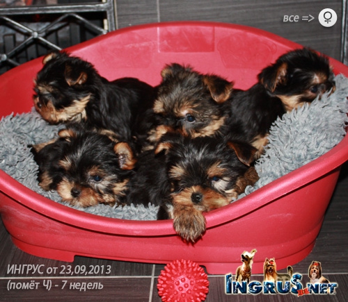 NEW - ��������� ����� ������ �� 23,09,2013 - (���� �)