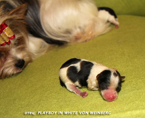 ����� ���� ������ ��� ����� - ����� MULTI �H. PLAYBOY IN WHITE VON WEI