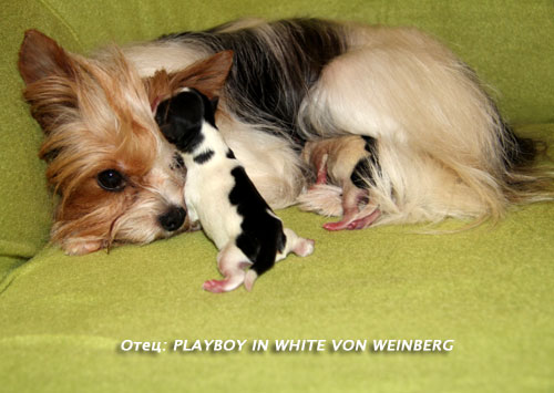 ����� ���� ������ ��� ����� - ����� MULTI �H. PLAYBOY IN WHITE VON WEI