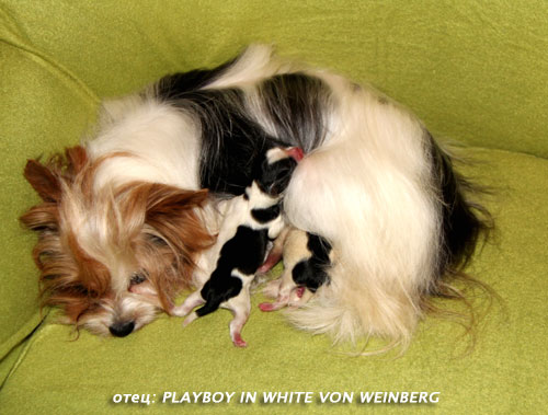 ����� ���� ������ ��� ����� - ����� MULTI �H. PLAYBOY IN WHITE VON WEI