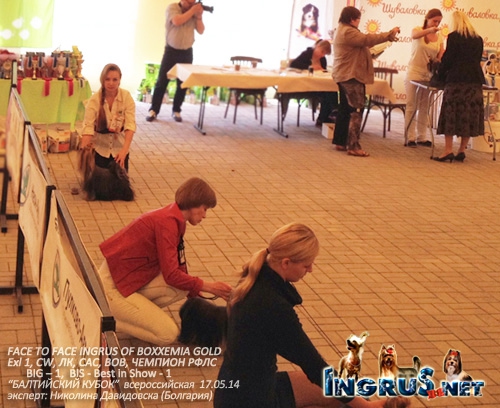 FACE TO FACE INGRUS OF BOXXEMIA GOLD - BIS - 1!!!!!!