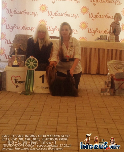 FACE TO FACE INGRUS OF BOXXEMIA GOLD - BIS - 1!!!!!!
