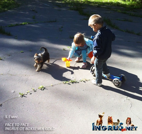 NEW - ����������� ������ FACE TO FACE INGRUS OT BOXXEMIA GOLD