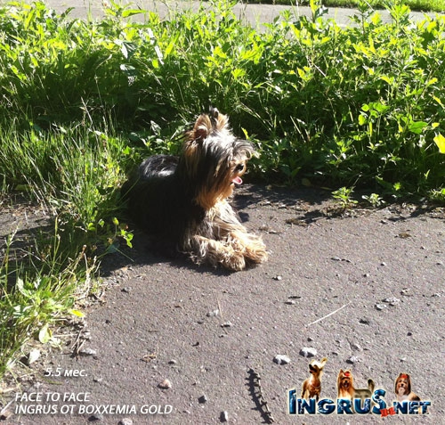 NEW - ����������� ������ FACE TO FACE INGRUS OT BOXXEMIA GOLD