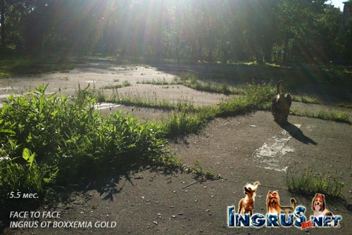 NEW - ����������� ������ FACE TO FACE INGRUS OT BOXXEMIA GOLD