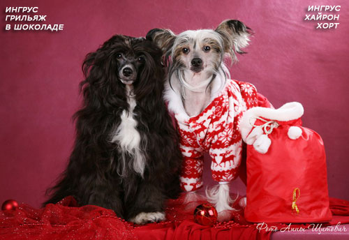 27,09,2009 - 3 ����� (���� �) PUPPIES CHINESE CRESTED �����