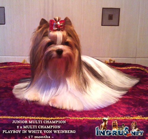 ����� ������ ��� ����� MULTI �H. PLAYBOY IN WHITE VON WEINBERG