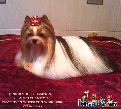 ����� ������ ��� ����� MULTI �H. PLAYBOY IN WHITE VON WEINBERG