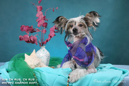 27,09,2009 - 3 ����� (���� �) PUPPIES CHINESE CRESTED �����