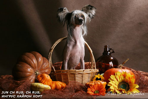 27,09,2009 - 3 ����� (���� �) PUPPIES CHINESE CRESTED �����
