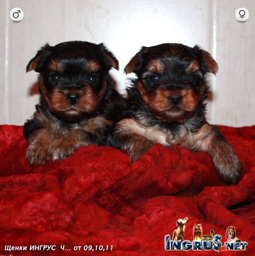 ������ �... �� 09,10,11 - 2����� - ����������� ������ - �����