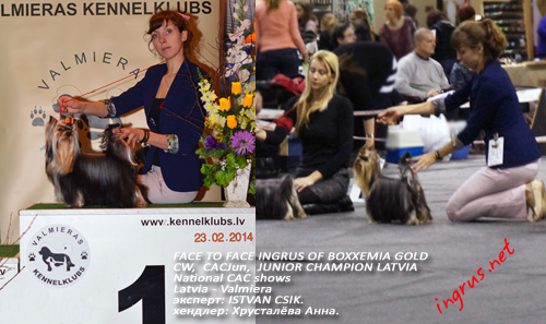 NEW - ����������� ������ FACE TO FACE INGRUS OF BOXXEMIA GOLD