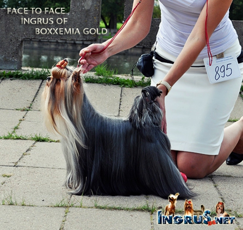 NEW - ����������� ������ FACE TO FACE INGRUS OF BOXXEMIA GOLD