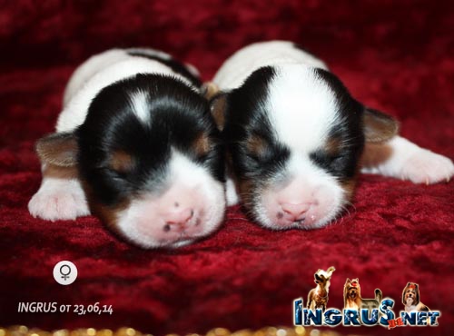 NEW - ���������, ����� ������ �� 23,0614!